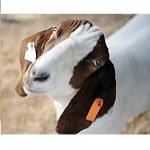 شماره زنی روی گوش گوسفند و بز