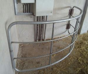 فریم درمانی و نگهداری گاو , گوساله